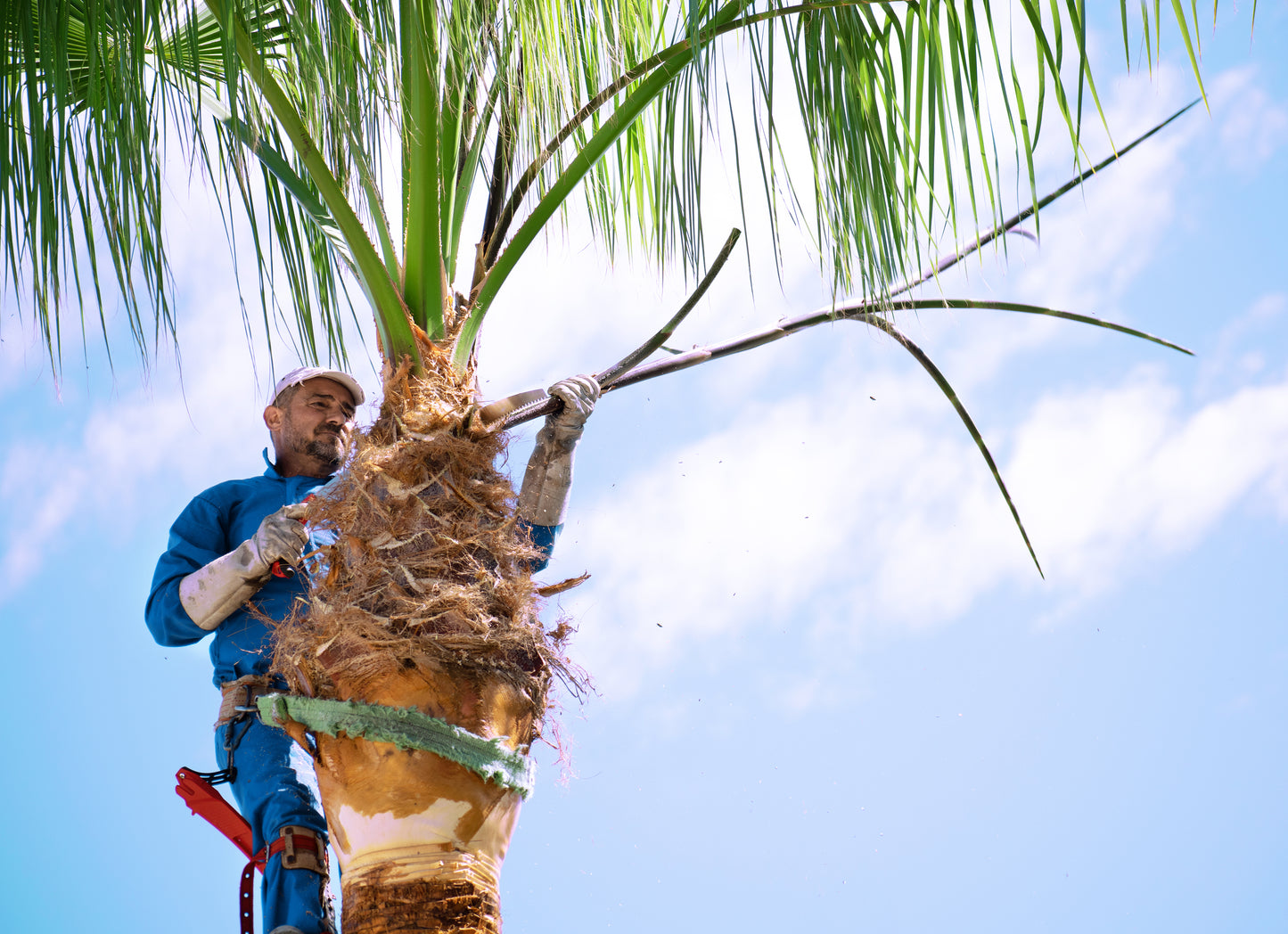 Tree Trimming/Cutting