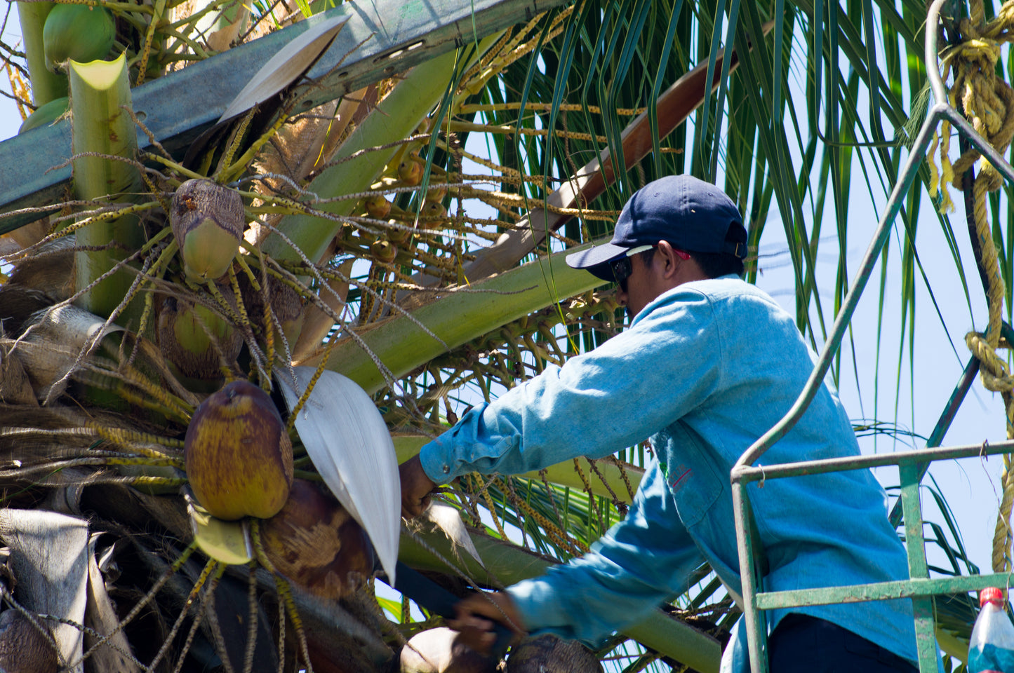 Tree Trimming/Cutting