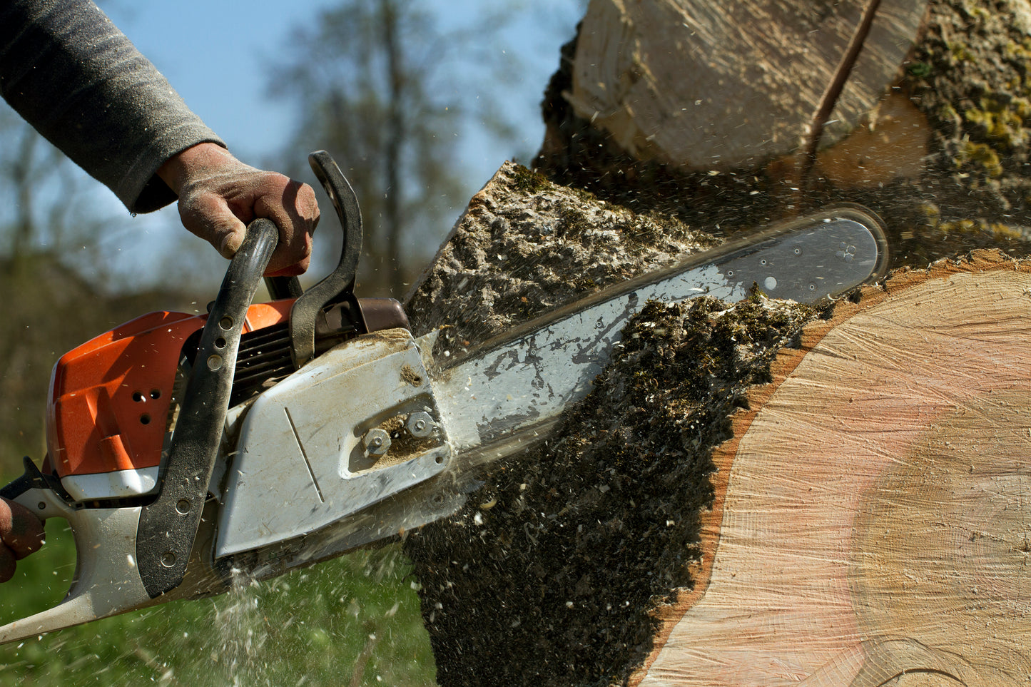 Tree Trimming/Cutting