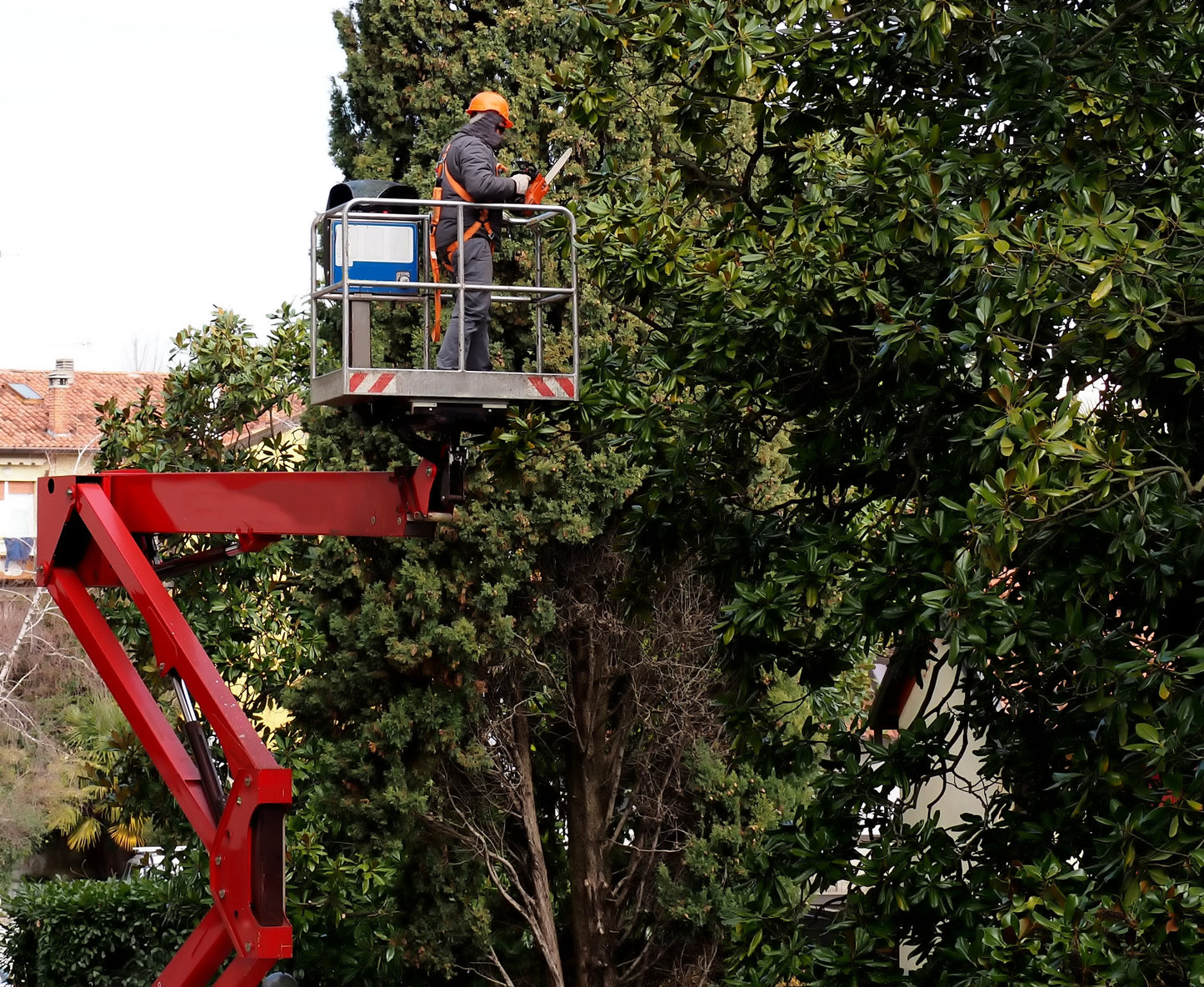 Tree Trimming/Cutting